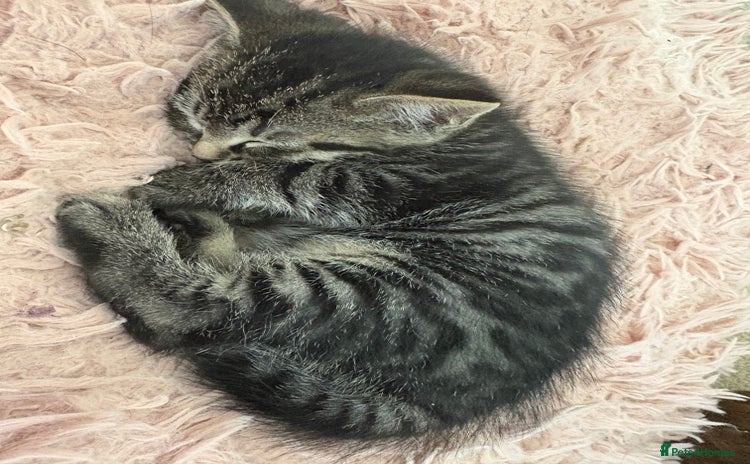 British Shorthair cats - Advert 12