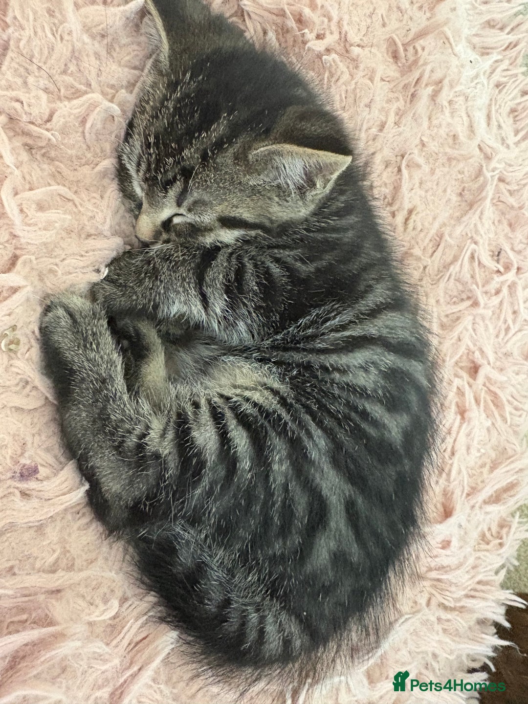 British Shorthair cats for sale: Cute half- short hair kittens for loving home❤️ - Image 1