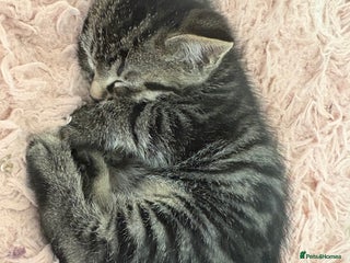 British Shorthair cats - Advert 10