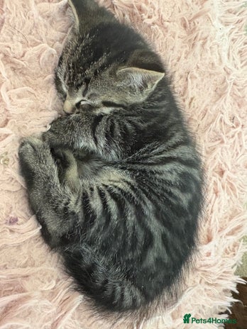 British Shorthair cats - Advert 1