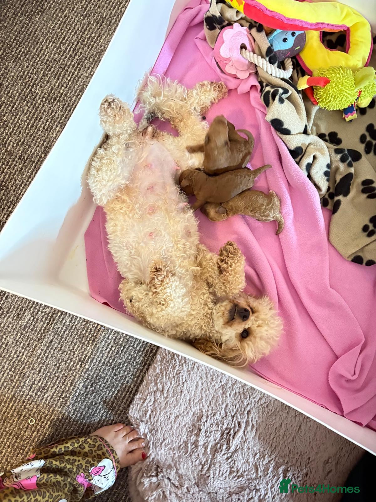 Toy Poodle dogs Look at our Beautiful Toy Poodle Puppies  - Advert 1
