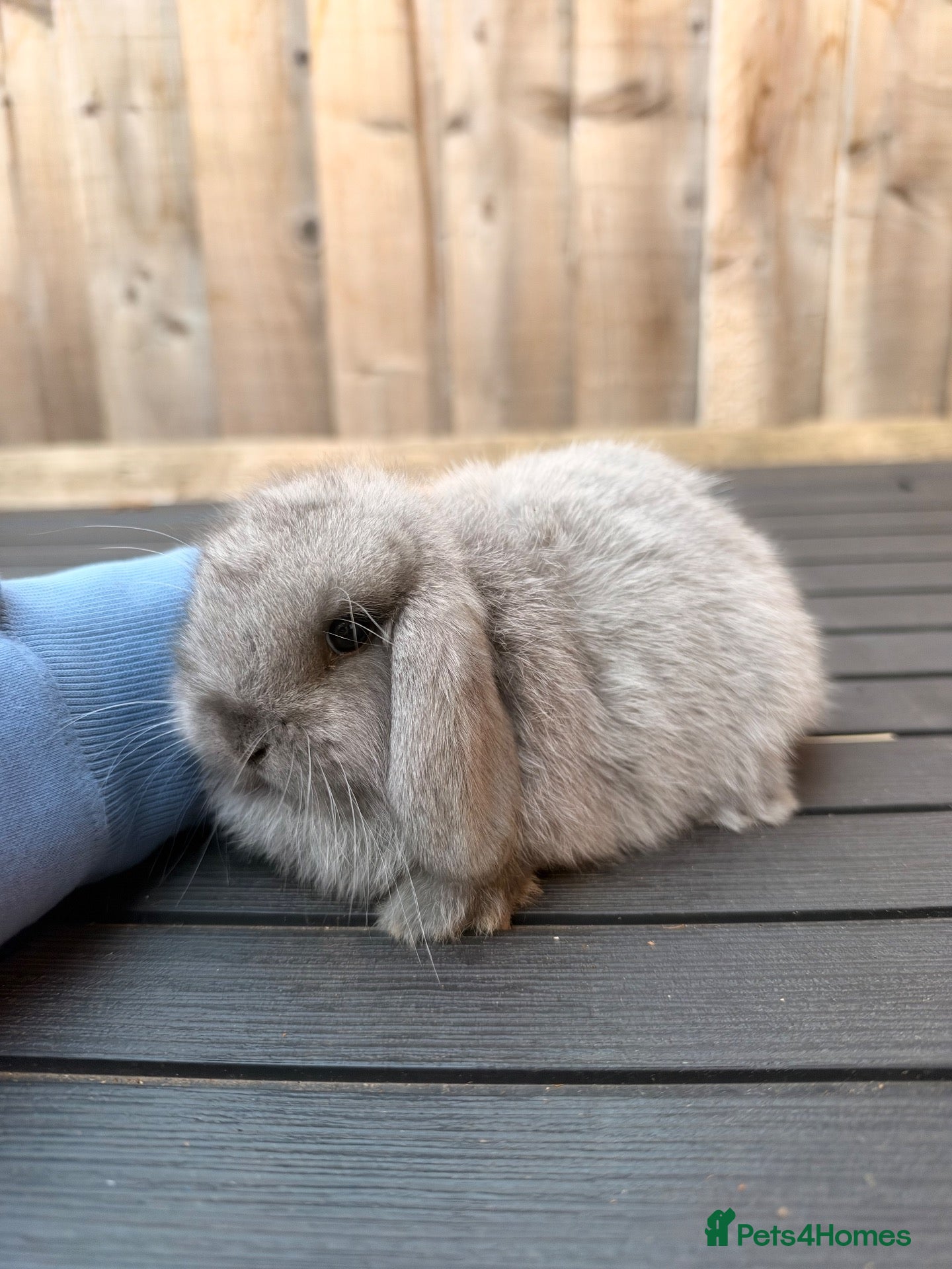 Mini Lop rabbits Mini Lop male and female bunnies for forever homes - Advert 17