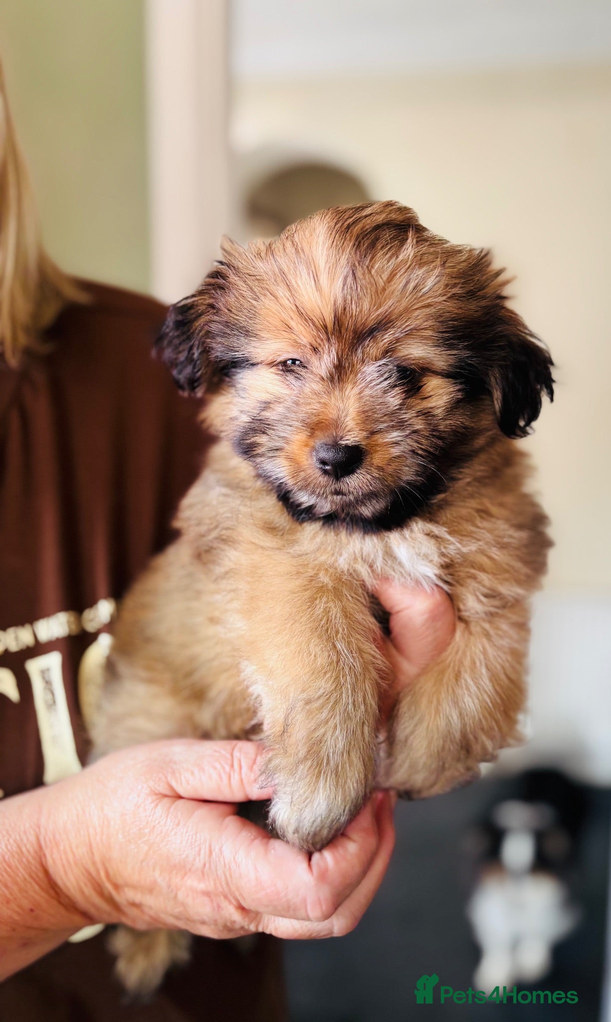 Shetland Sheepdog dogs Shetland sheepdog cross puppies  - Advert 2