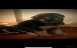 German Shepherd dogs for sale: German Shepherd Puppies Ready from 15th November - Image 8