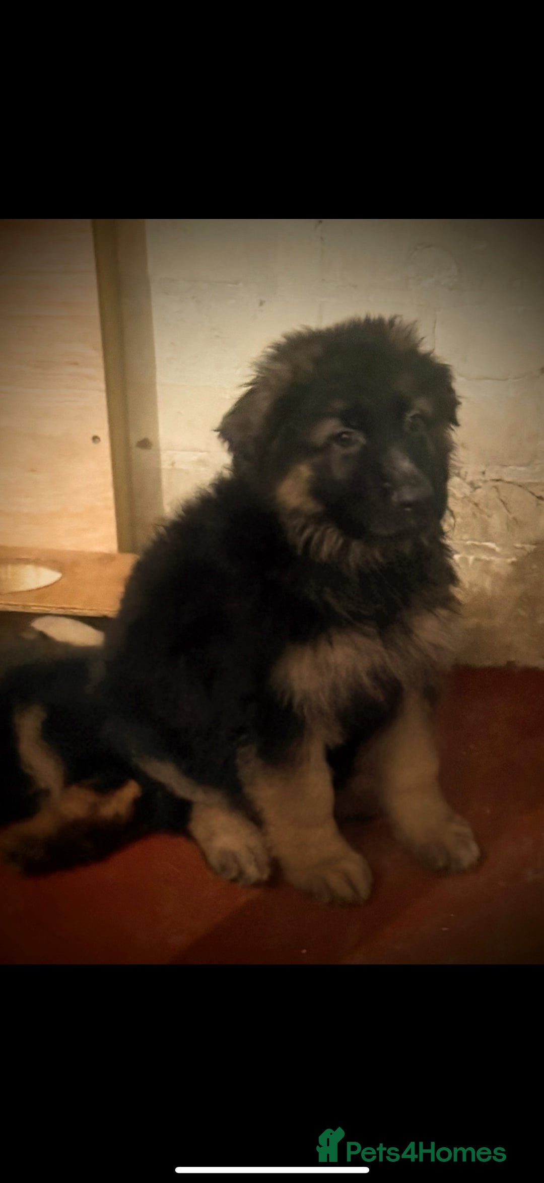 German Shepherd dogs for sale: German Shepherd Puppies Ready from 15th November - Image 8