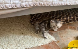 Burmese cats for sale: Burmese xBritish Kittens  - Image 7