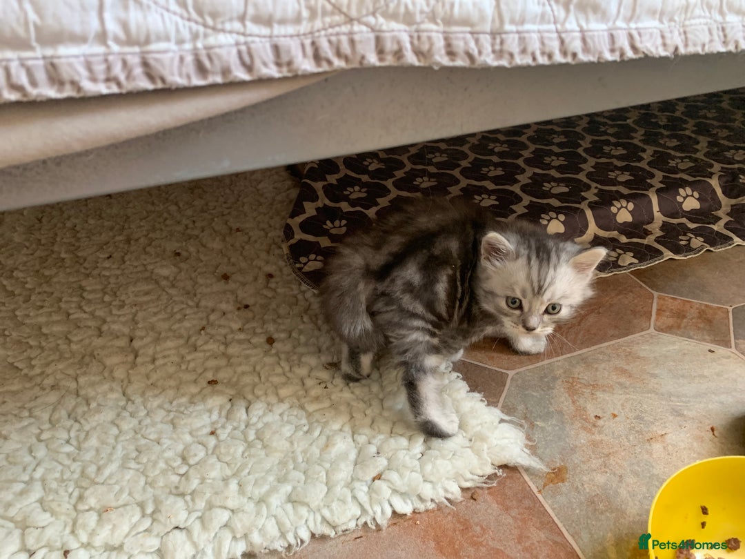 Burmese cats for sale: Burmese xBritish Kittens  - Image 7