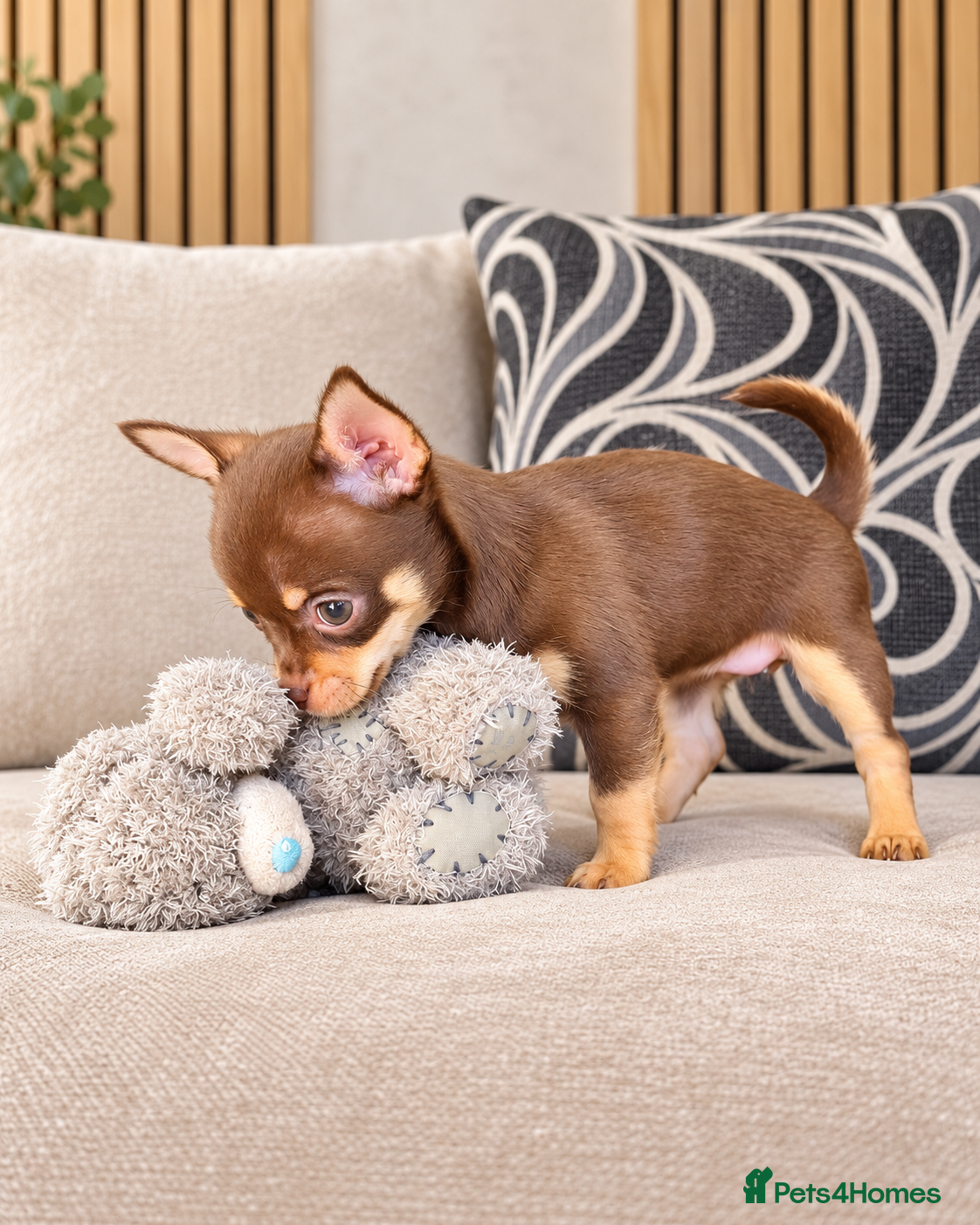 Chihuahua dogs Beautiful Purebred Chihuahua Puppies  🐾 - Advert 2