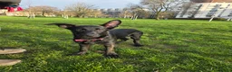 German Shepherd dogs for sale: GSD Girl Pup in Yateley - Advert 3