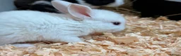 Mini Lop rabbits for sale: Mini lop x Rex bunnies for sale - Advert 4