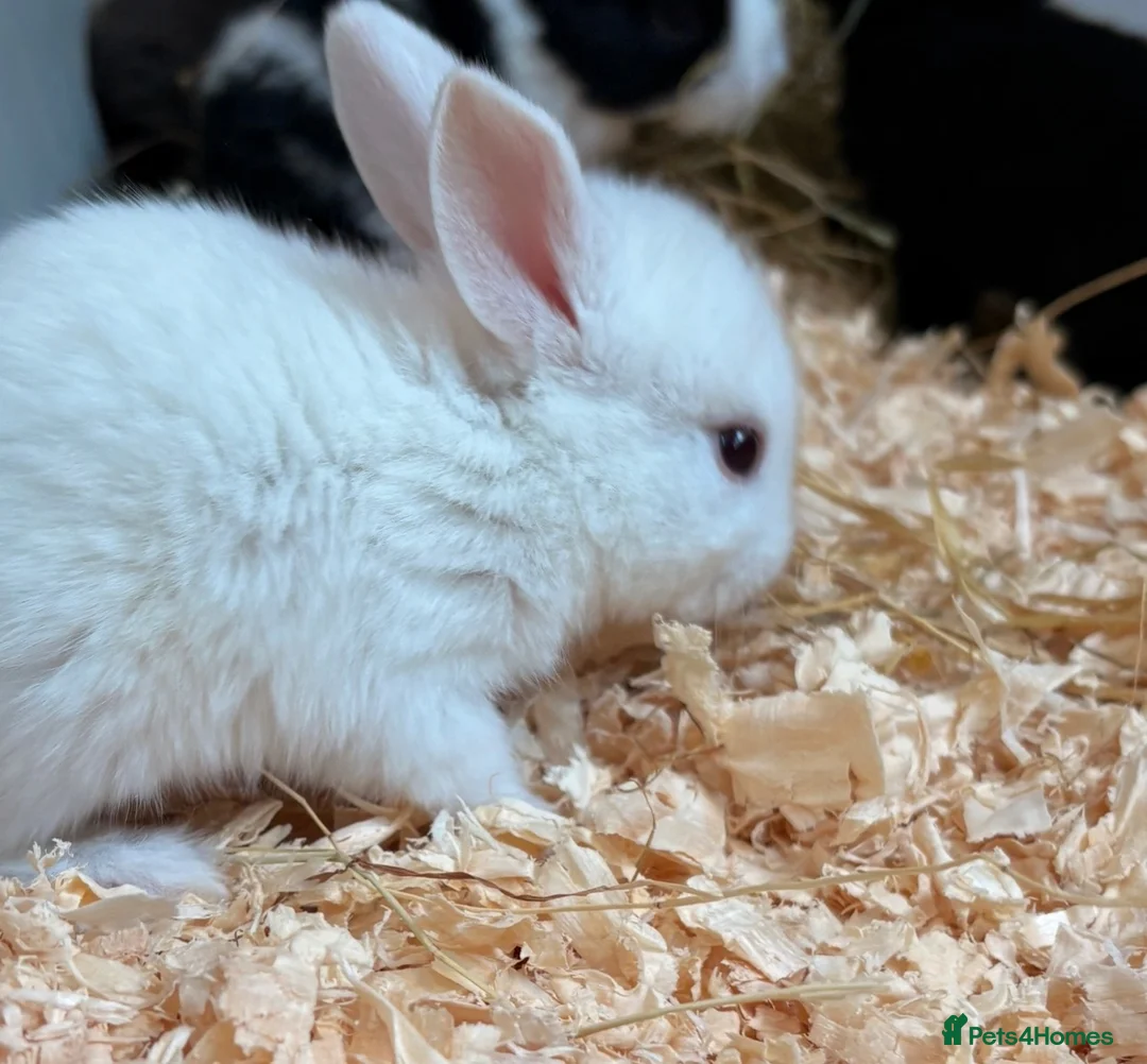 Mini Lop rabbits for sale: Mini lop x Rex bunnies for sale - Advert 4