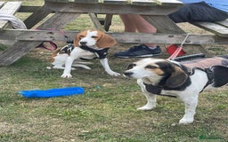 Beagle dogs for adoption: Sweet Mayli is ready for her forever home - Image 12