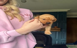 Labrador Retriever dogs for sale: Red Fox Labradors  - Advert 3