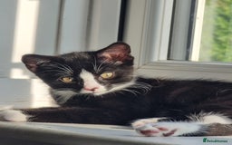 Mixed Breed cats for sale: Bengal x British Short Hair Kitten  - Image 9