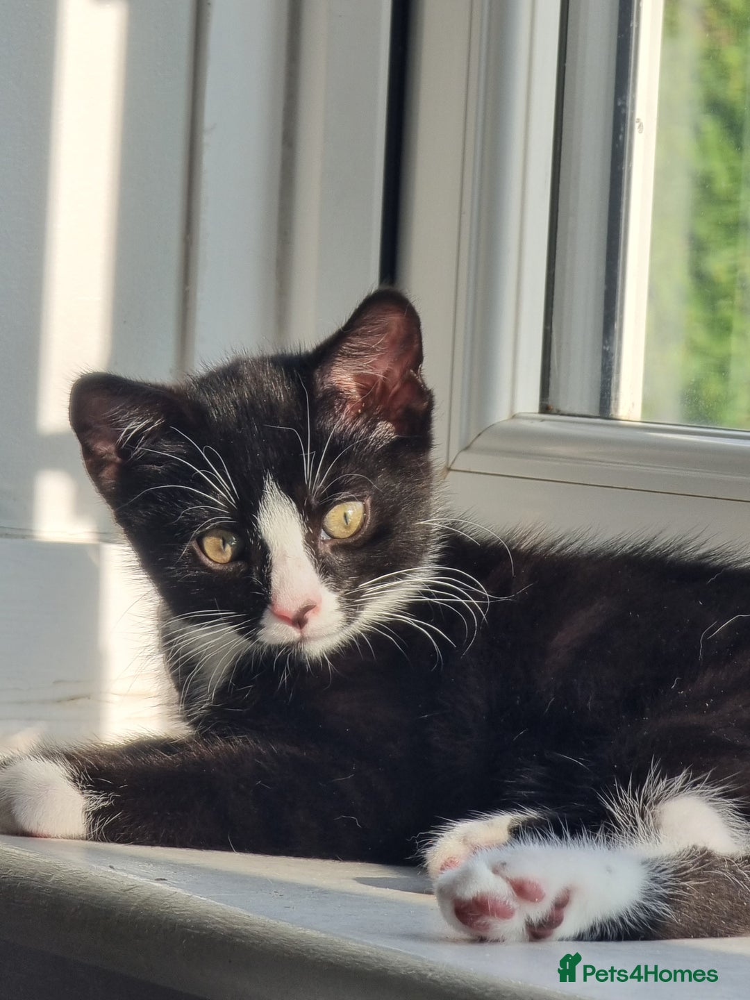 Mixed Breed cats for sale: Bengal x British Short Hair Kitten  - Image 9