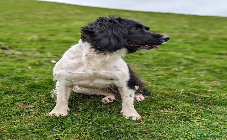 English Springer Spaniel dogs KC Registered Springer Spaniel Puppies  - Advert 4