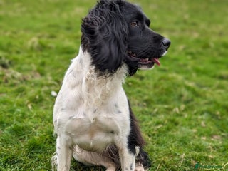 English Springer Spaniel dogs KC Registered Springer Spaniel Puppies - Advert 6