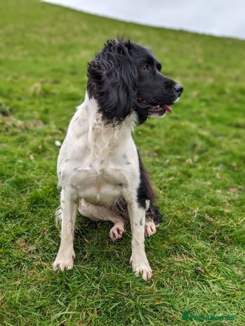 English Springer Spaniel dogs KC Registered Springer Spaniel Puppies - Advert 4
