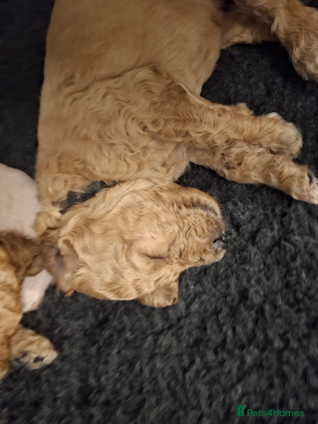 Standard Poodle dogs for sale: Standard poodle male pup apricot  - Image 11