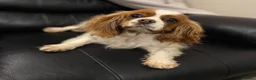 Cavalier King Charles Spaniel dogs for sale: Adult Spayed King Charles Cavalier - Advert 1