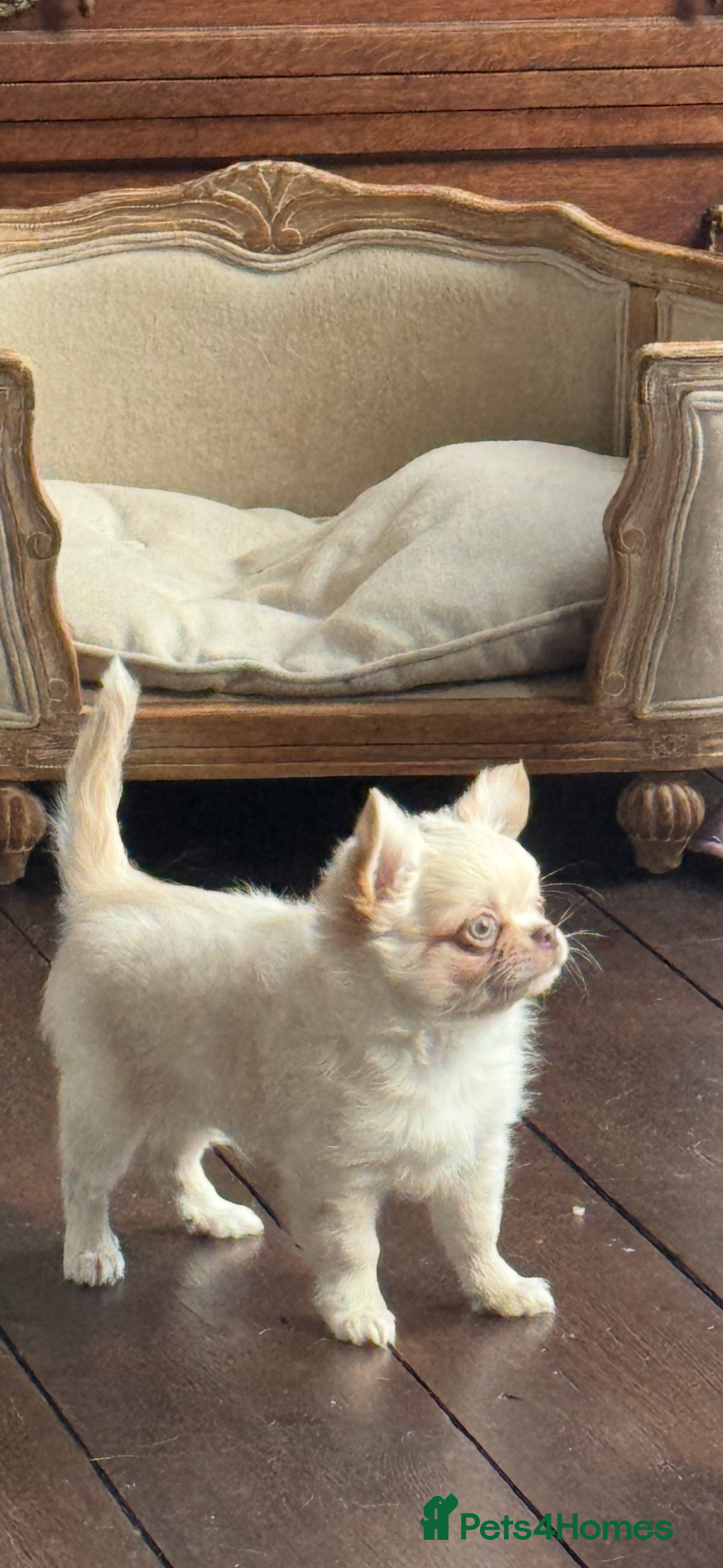 Chihuahua dogs for sale: Chihuahua long-coat puppy KC reg 🤍 - Advert 11