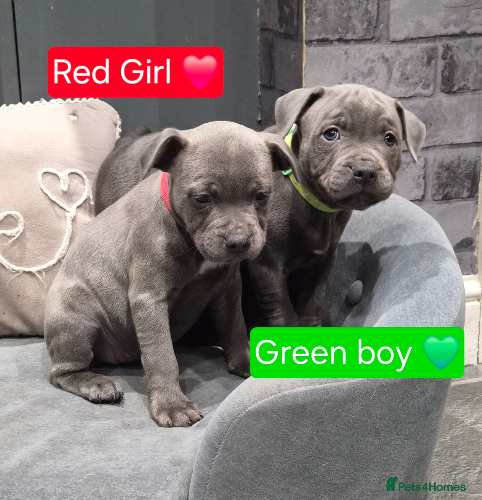 Staffordshire Bull Terrier dogs LAST 2 KC REG ROYAL REGIMENT BABIES  - Advert 14