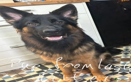 German Shepherd dogs for sale: German shepherd pedigree puppies- four weeks old. - Image 13