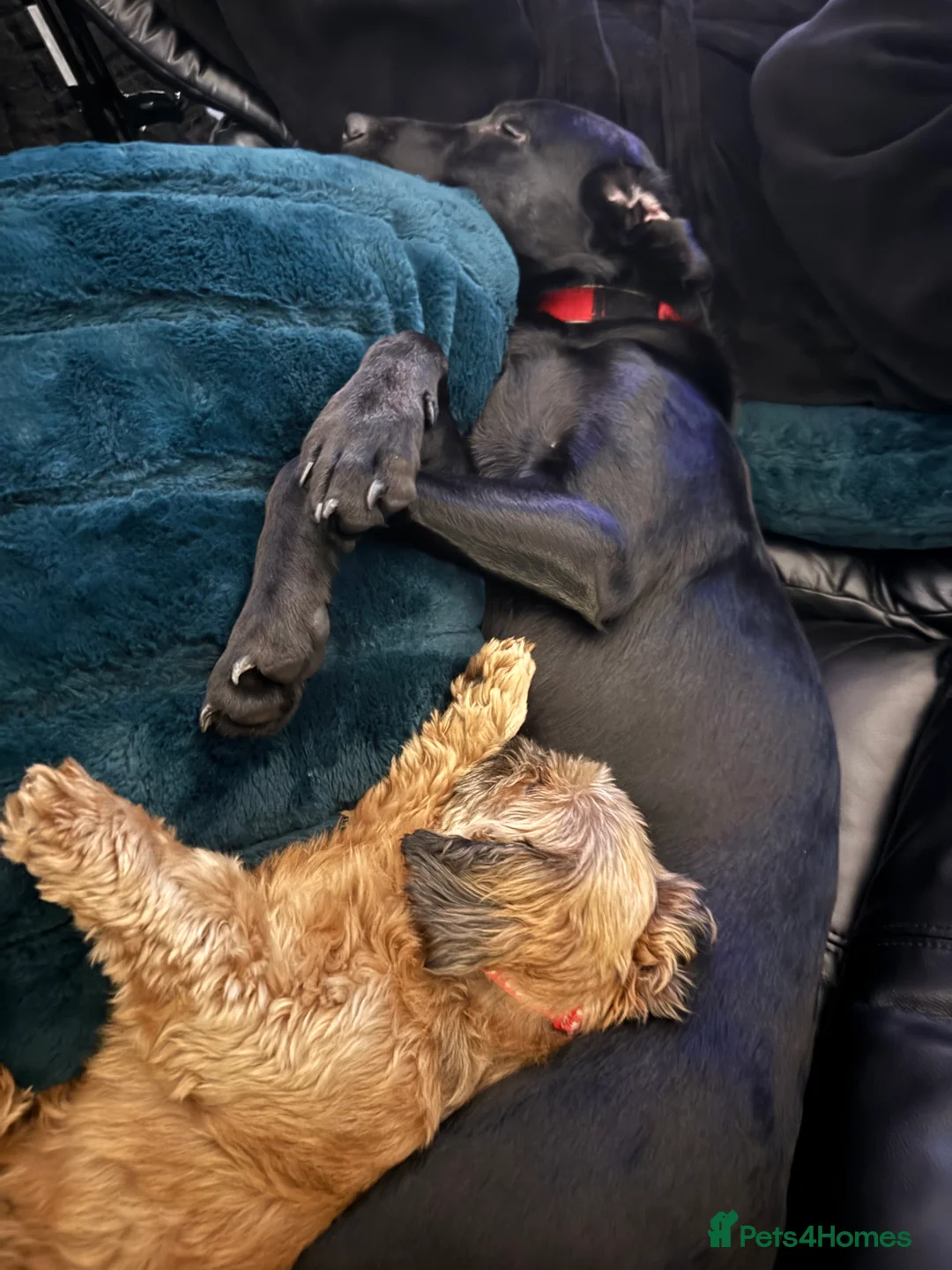 Labrador Retriever dogs for sale: Gorgeous male Labrador retriever - Advert 6