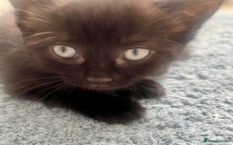 Ragdoll cats for sale: Beautiful affectionate friendly ragdoll x tuxedo - Image 9