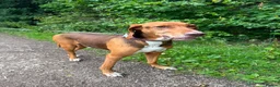 Mixed Breed dogs for adoption: ALFIE - 8 Year Old, Gentle Boy in Ilkeston - Advert 10