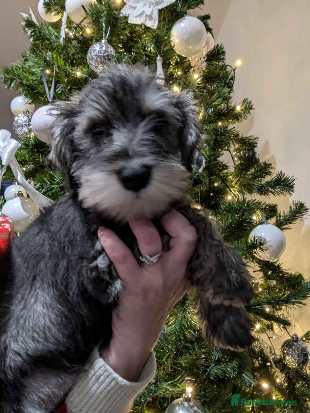 Miniature Schnauzer dogs for stud: Fully health tested, KC reg stud - Advert 19