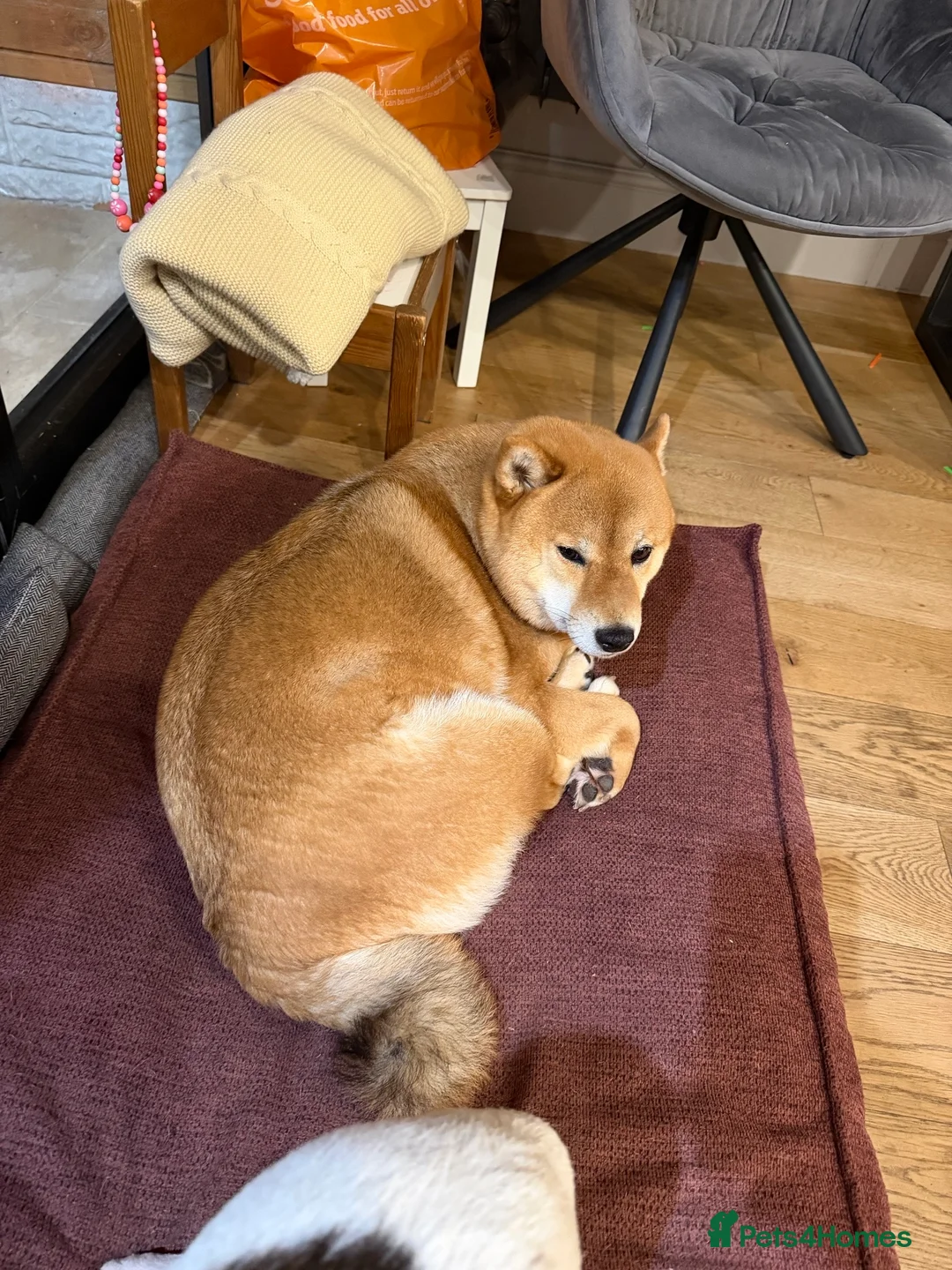 Japanese Shiba Inu dogs for sale: Shiba Inu Puppies for Sale in London - Advert 31