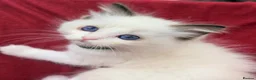 Ragdoll cats for sale: Purebred Ragdoll Kittens  - Advert 32