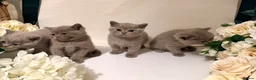 British Shorthair cats for sale: 🐾British shorthair kittens for sale!🐾 - Advert 4