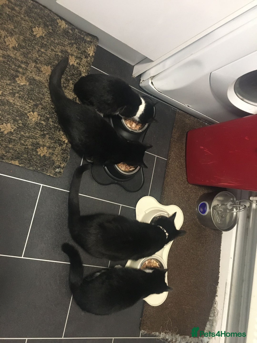 Domestic Shorthair cats for sale: 3 Kittens for sale, 1 boy and 2 girls - Advert 2
