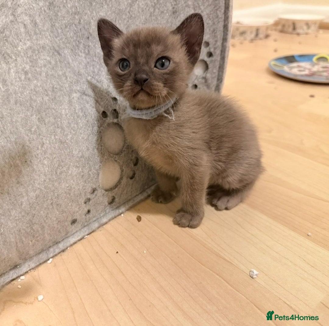 Burmese cats for sale: Home raised GCCF reg Burmese Kittens ready mid Jan - Advert 6