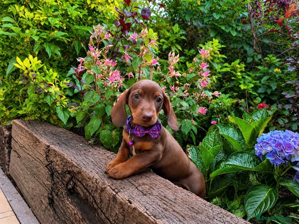 Dachshund dogs Stunning Solid Blue & Choc & Tan Dachshunds  - Advert 1