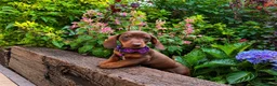 Dachshund dogs for sale: 💎💎 Rare Solid Blue & Choc & Tan Mini Dachshunds  - Advert 9