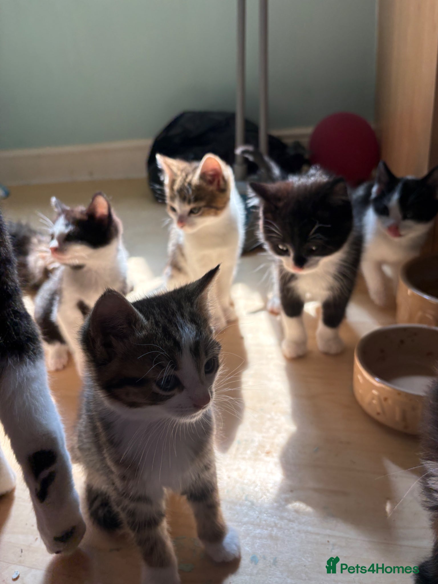 British Shorthair cats 8 cuddly kittens!  - Advert 5