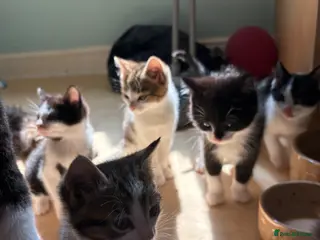 British Shorthair cats 8 cuddly kittens! - Advert 13