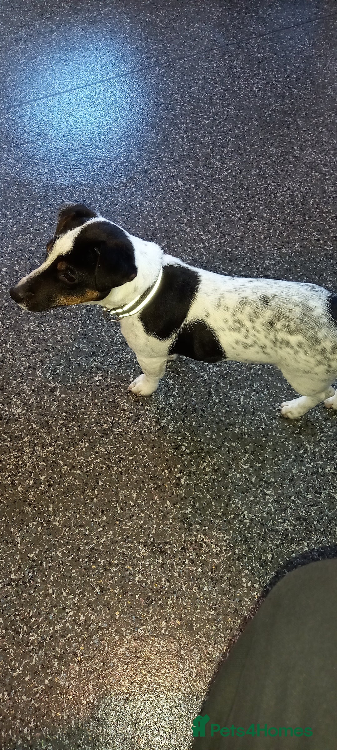 Jack Russell dogs for sale: Male Jack Russel puppy - Image 3