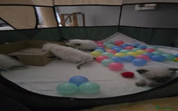 Ragdoll cats for sale: Ragdol KITTENS 😸 ♥️  - Image 20