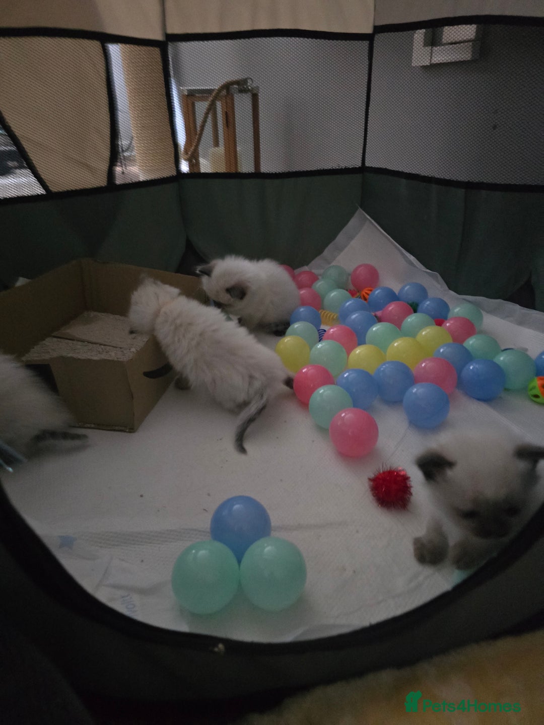 Ragdoll cats for sale: Ragdol KITTENS 😸 ♥️  - Image 20