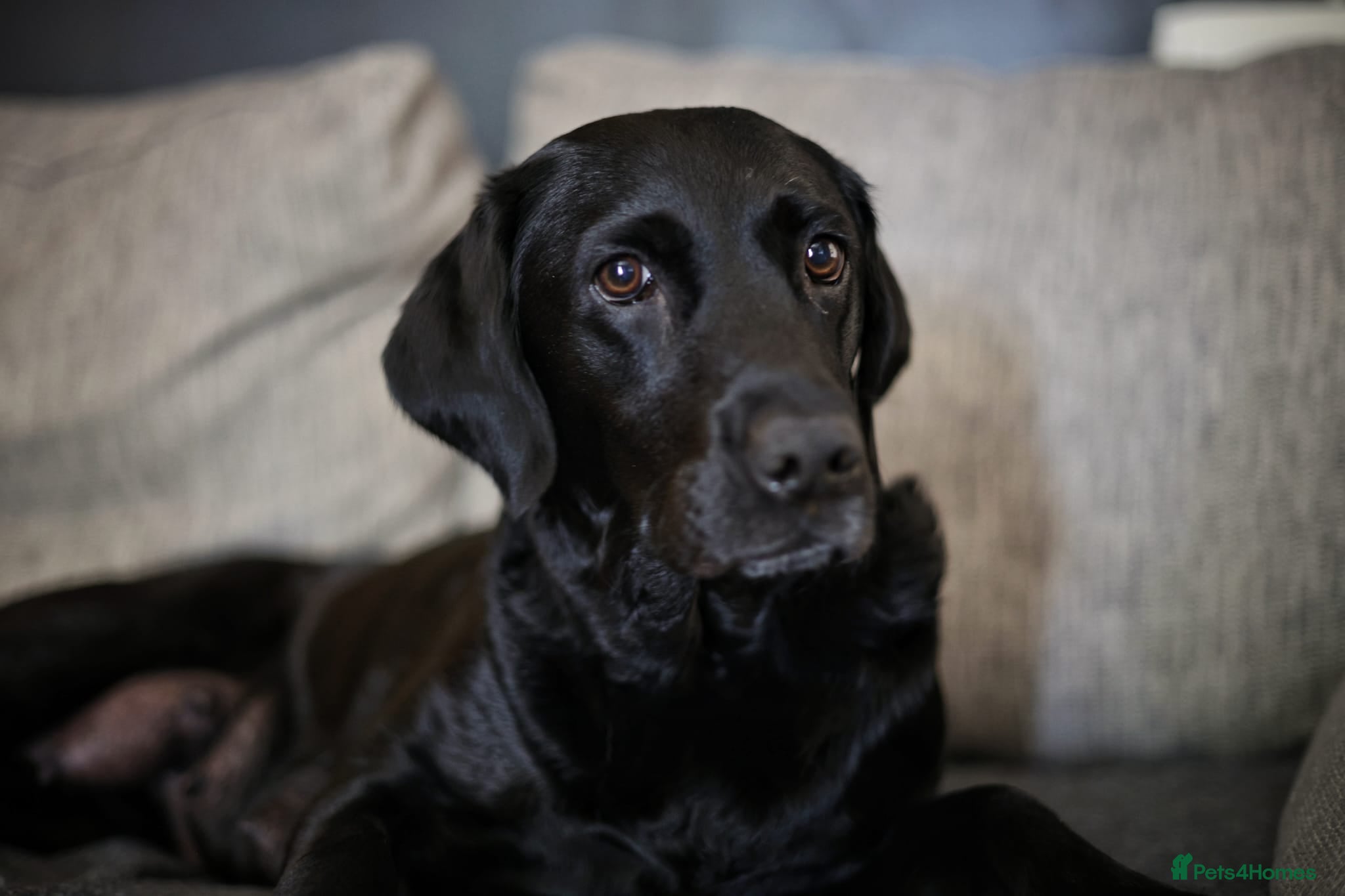 Labrador Retriever dogs for sale: Labrador Puppies – Black & Fox Red in Peterborough - Advert 1