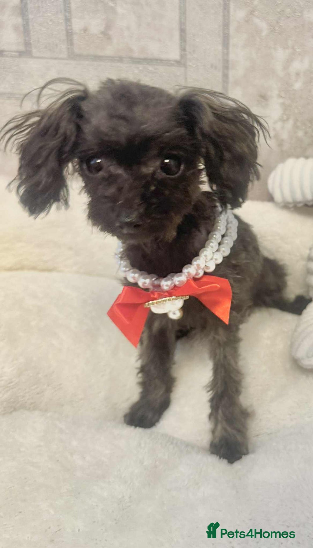 Toy Poodle dogs for sale: Asian toy poodle girl.  - Image 4