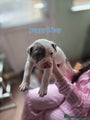 American Bully Puppy 1