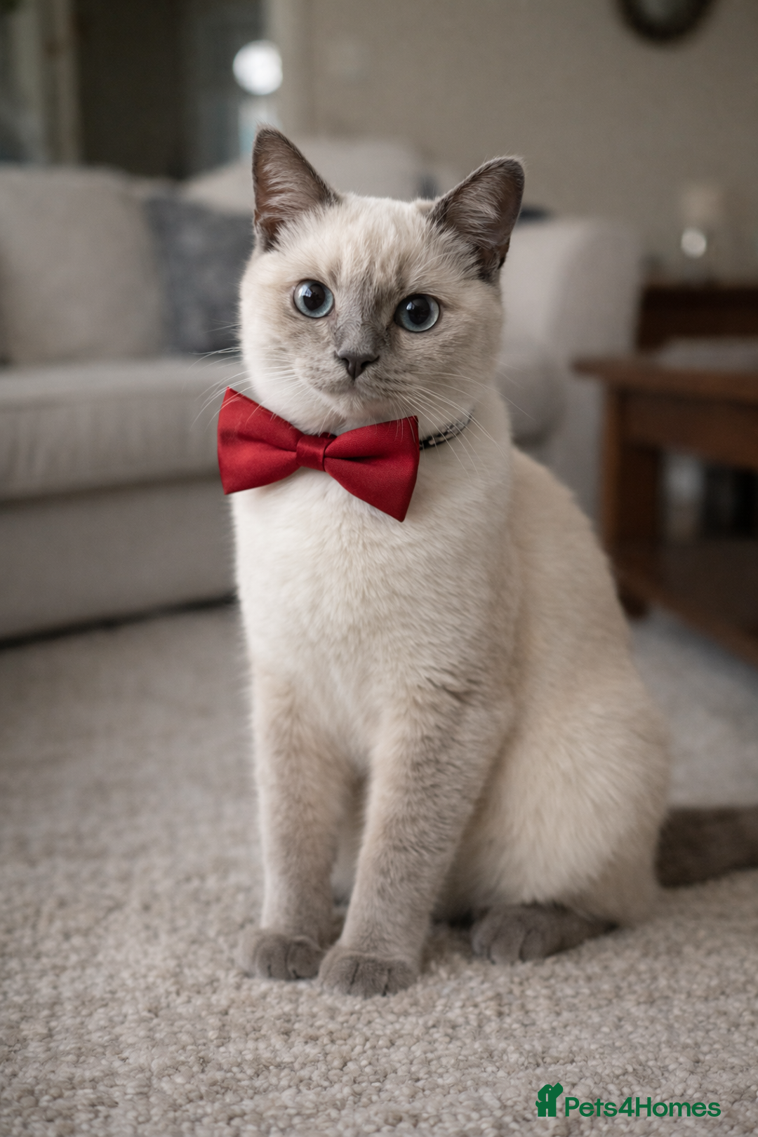 British Shorthair cats for stud: Pedigree White British Shorthair - Colourpoint BSH - Advert 2