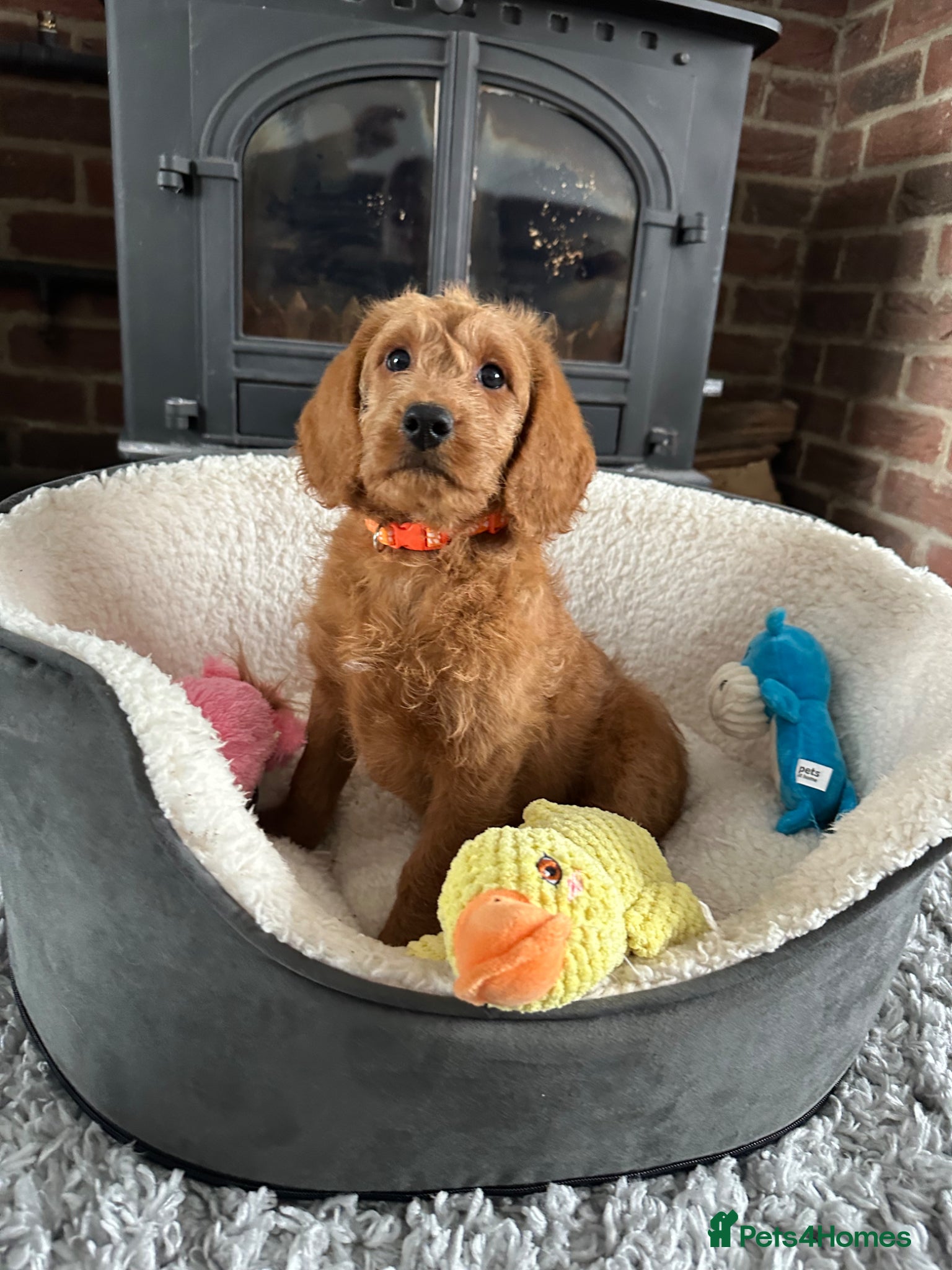 Labradoodle dogs ⭐️Fully Health Tested F1 Miniature Labradoodles⭐️  - Advert 11