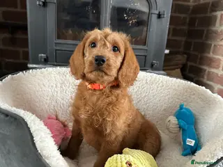 Labradoodle dogs ⭐️Fully Health Tested F1 Miniature Labradoodles⭐️ - Advert 11