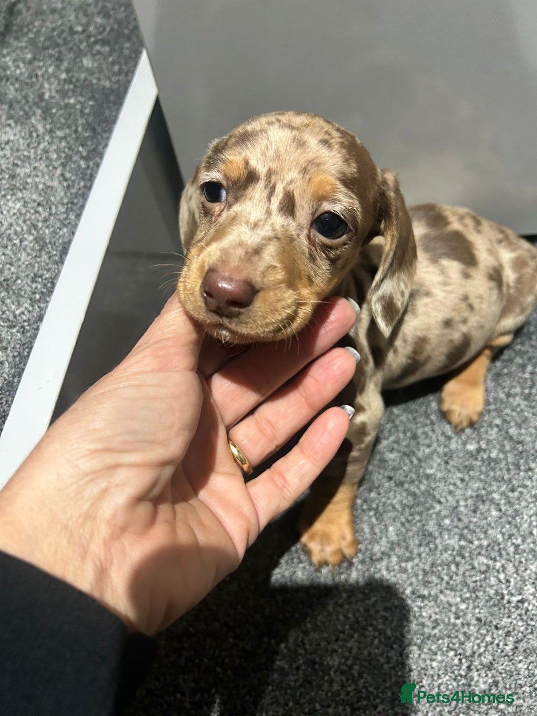 Miniature Dachshund dogs for sale: Miniature dachshund - Advert 5